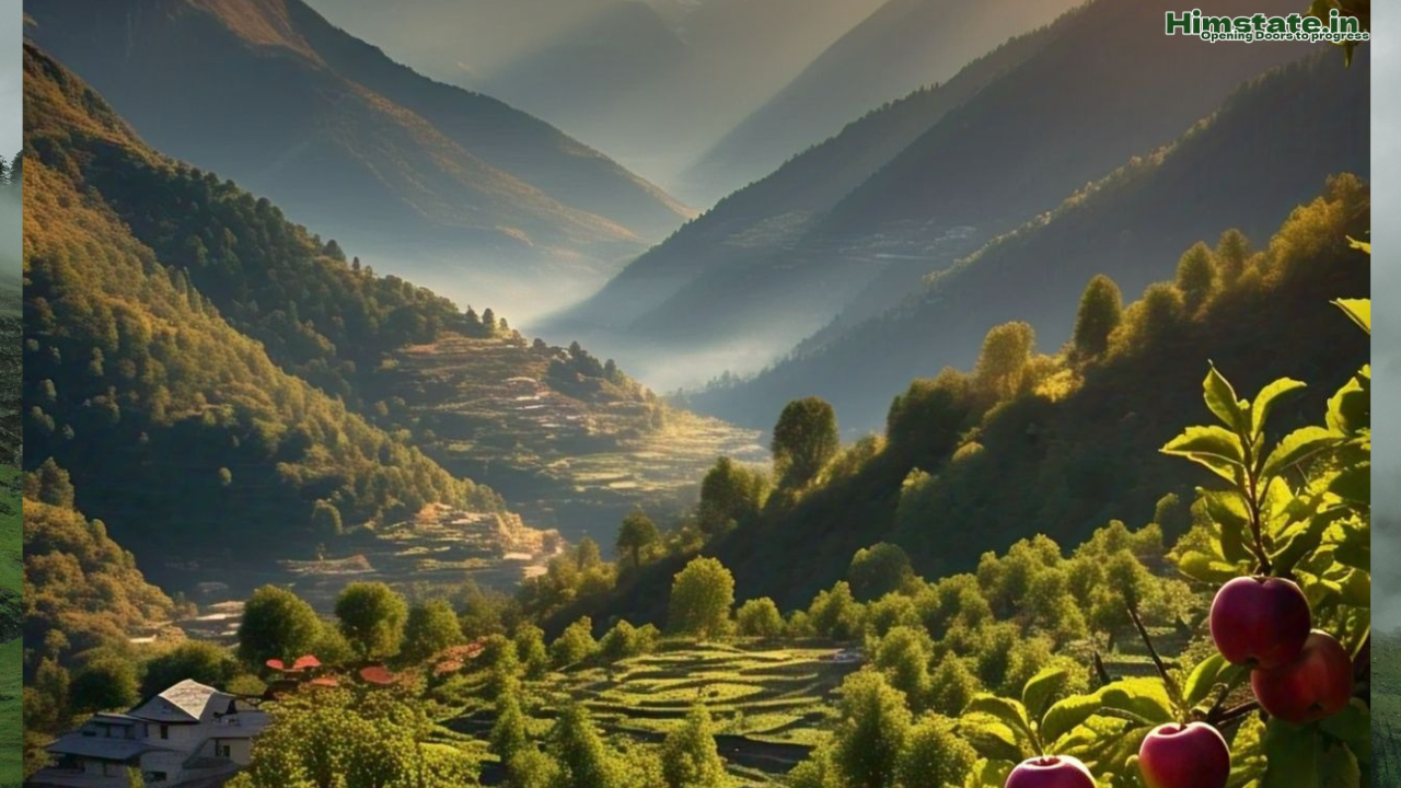 Apples in crates stacked in an orchard in Himachal Pradesh, India, with the Himalayas in the background.