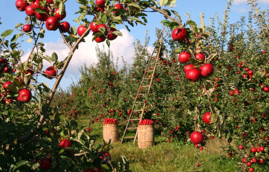 A beautiful apple orchard with full of apples.